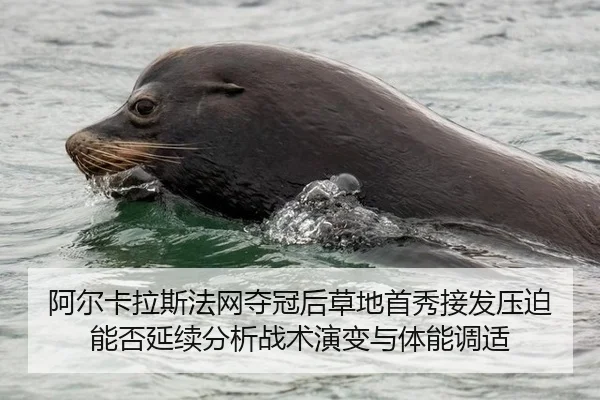 阿尔卡拉斯法网夺冠后草地首秀接发压迫能否延续分析战术演变与体能调适